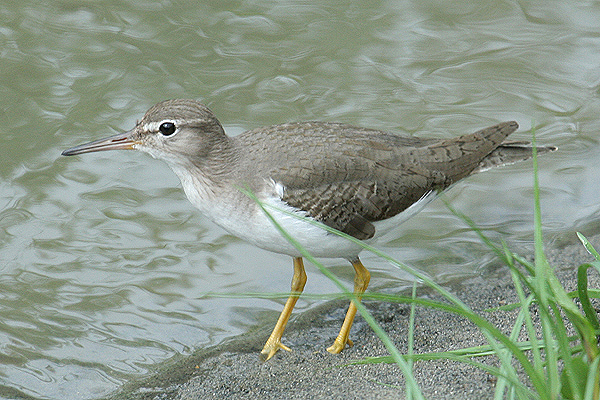 Spotted Sandpiper by Mick Dryden
