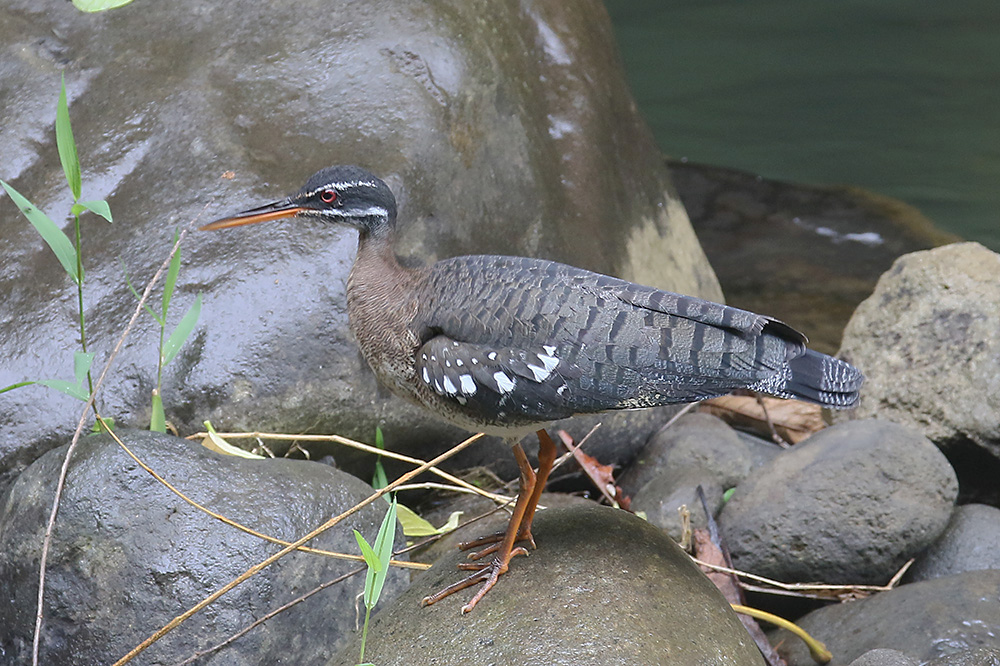 Sunbittern by Mick Dryden