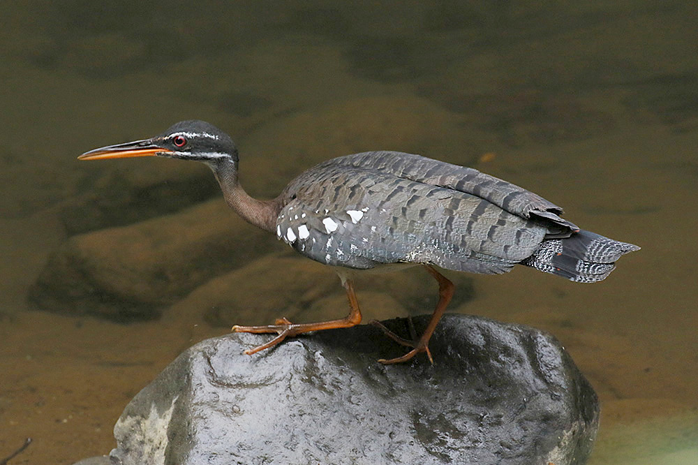 Sunbittern by Mick Dryden