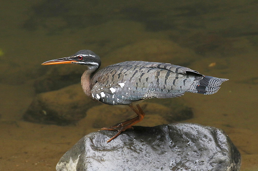 Sunbittern by Mick Dryden