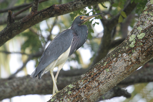 Tri-colored Heron by Mick Dryden