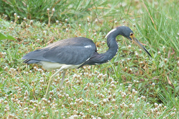 Tri-colored Heron by Mick Dryden