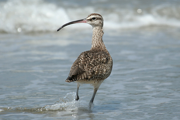 Whimbrel by Mick Dryden