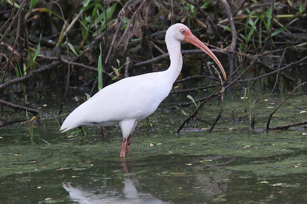 White Ibis by Mick Dryden