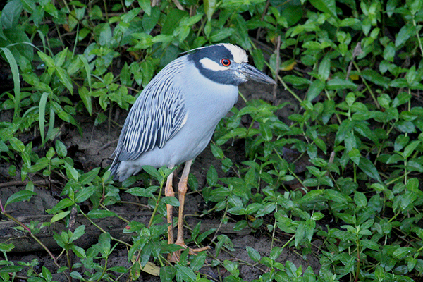 Yellow-crowned Night Heron by Mick Dryden