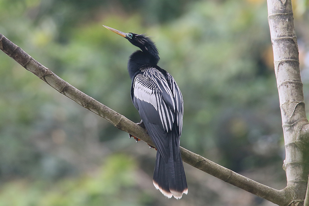 Anhinga by Mick Dryden