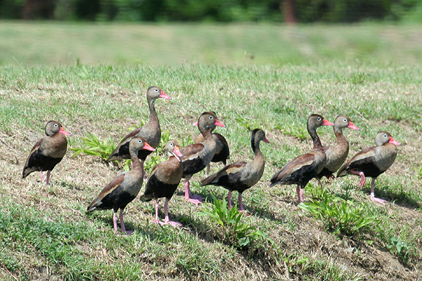 Black-bellied Whistling Duck by Mick Dryden