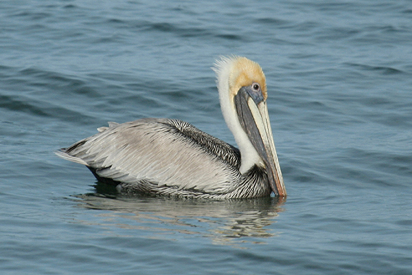 Brown Pelican by Mick Dryden