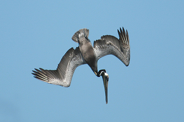 Brown Pelican by Mick Dryden