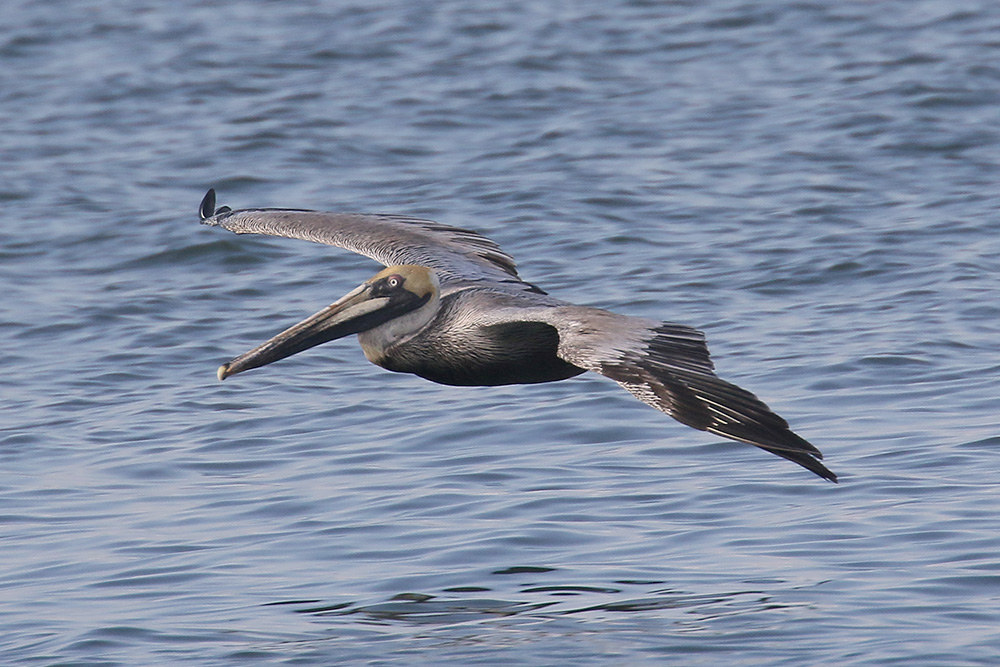 Brown Pelican by Mick Dryden