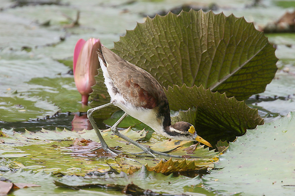 Northern Jacana by Mick Dryden