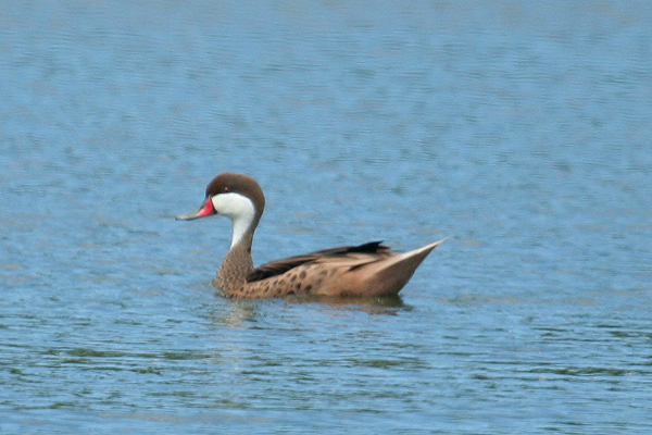 White-cheeked Pintail by Mick Dryden