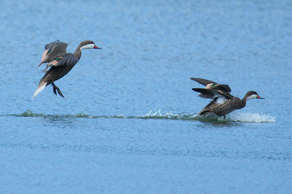 White-cheeked Pintail by Mick Dryden