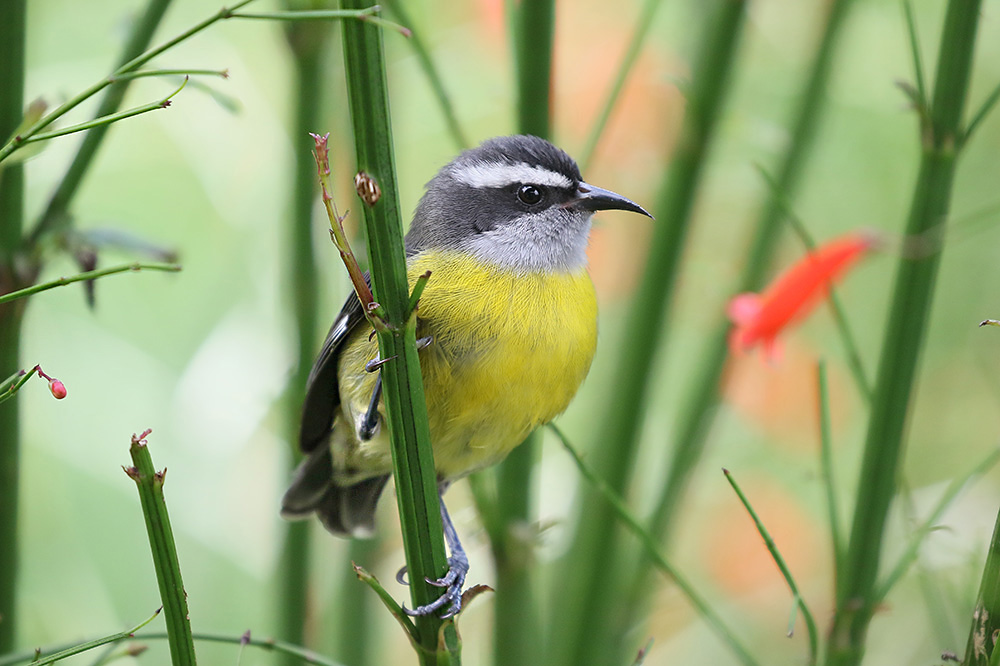 Bananaquit by Mick Dryden