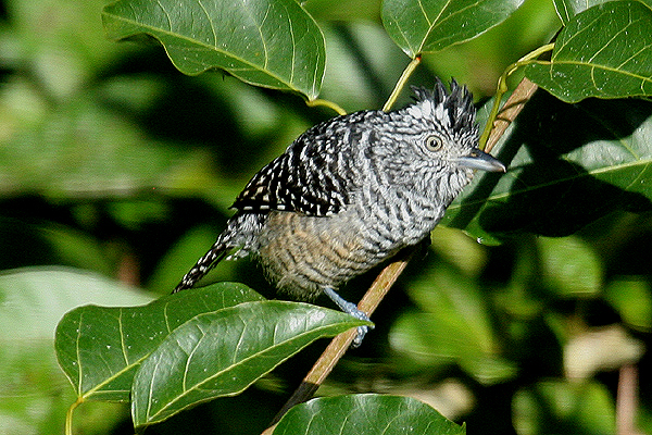Barred Antshrike by Mick Dryden