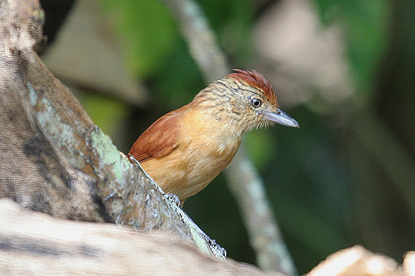 Barred Antshrike by Mick Dryden