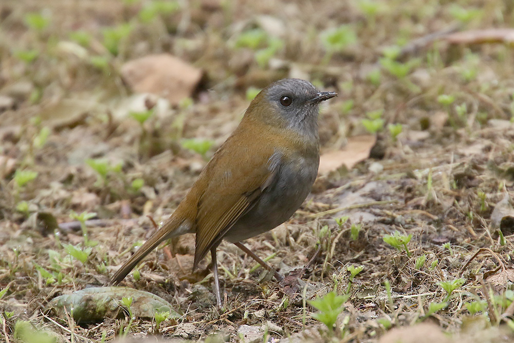 Black-billed Nightingale-thrush by Mick Dryden