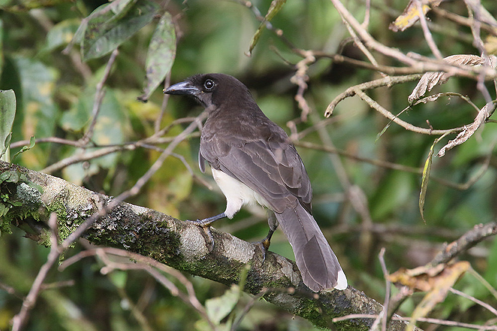 Brown Jay by Mick Dryden