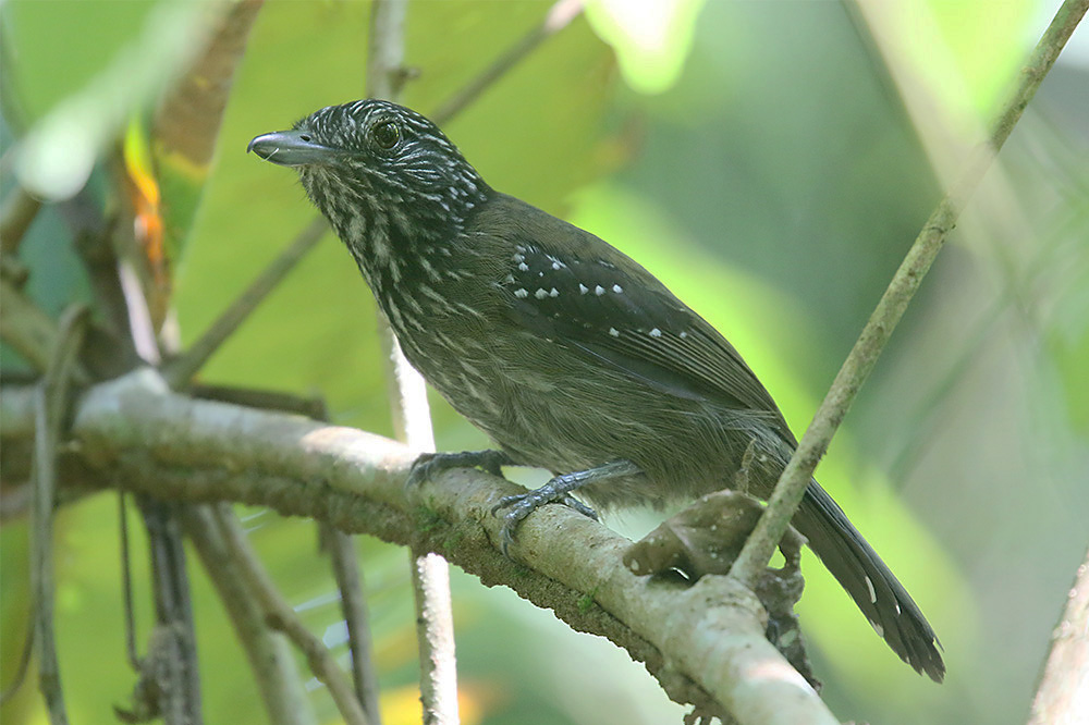 Black-hooded Antshrike by Mick Dryden