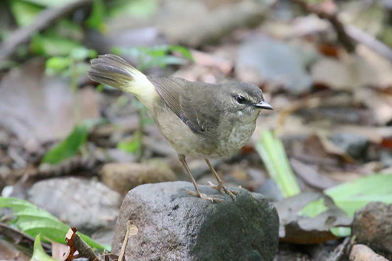 Buff-rumped Warbler by Mick Dryden