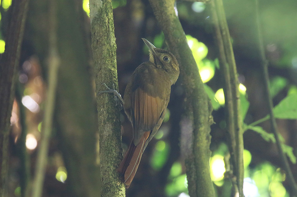 Buff-throated Foliage-gleaner by Mick Dryden
