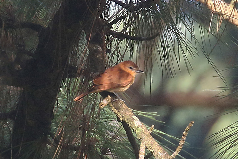 Cinnamon Becard by Mick Dryden