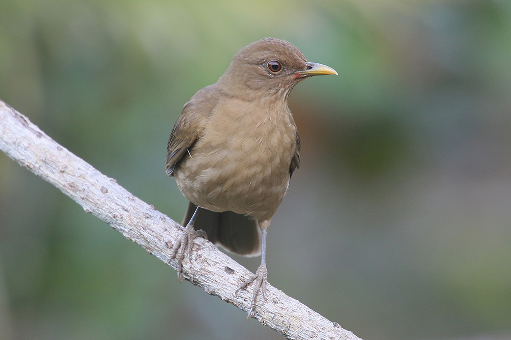 Clay-colored Thrush by Mick Dryden