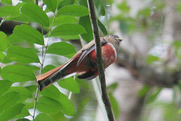 Collared Trogon by Mick Dryden
