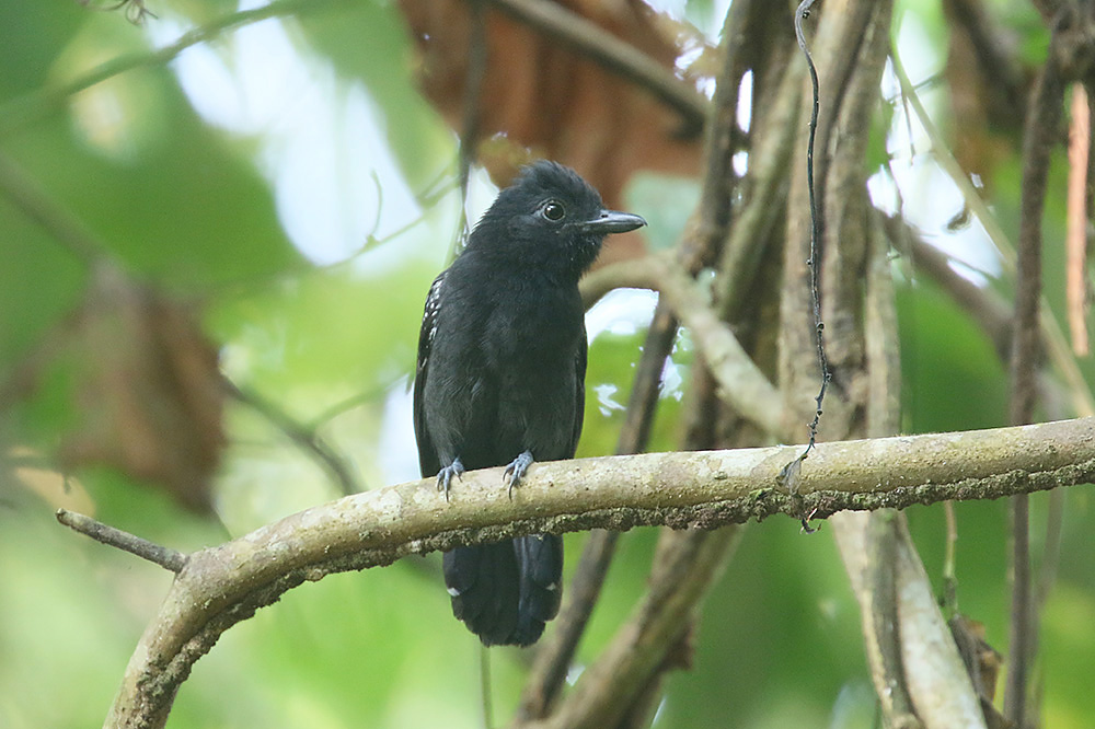 Dot-winged Antwren by Mick Dryden
