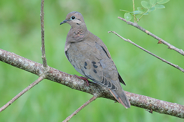 Eared Dove by Mick Dryden
