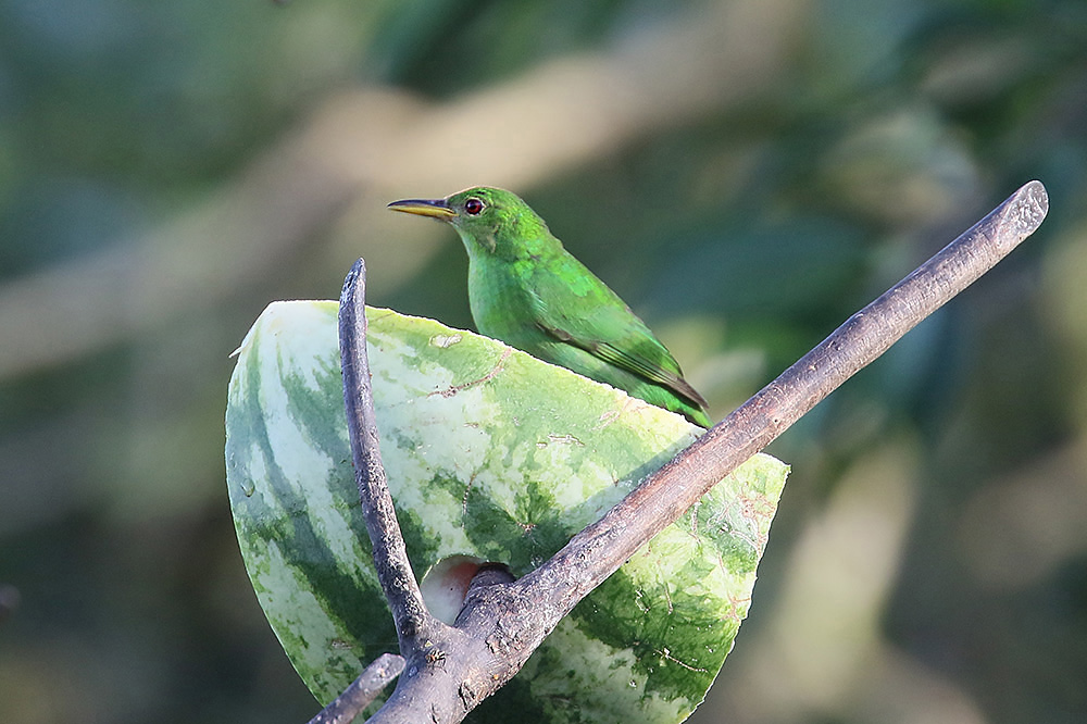 Green Honeycreeper by Mick Dryden