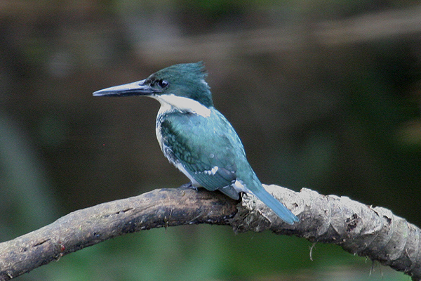 Green Kingfisher by Mick Dryden