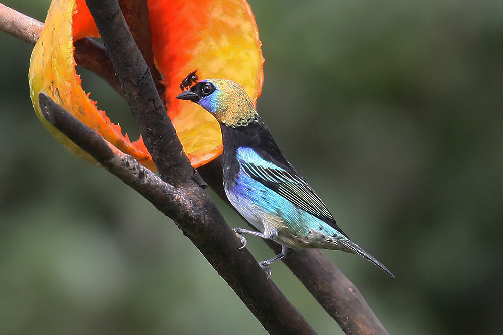 Golden-hooded Tanager by Mick Dryden