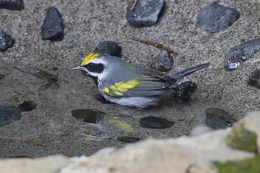 Golden-winged Warbler by Mick Dryden