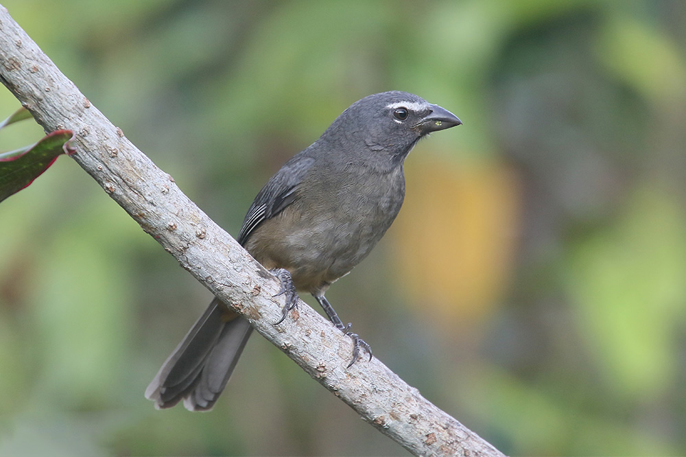 Grayish Saltator by Mick Dryden