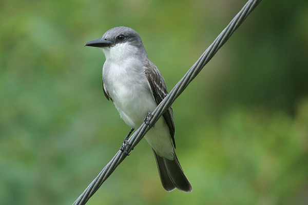 Gray Kingbird by Mick Dryden