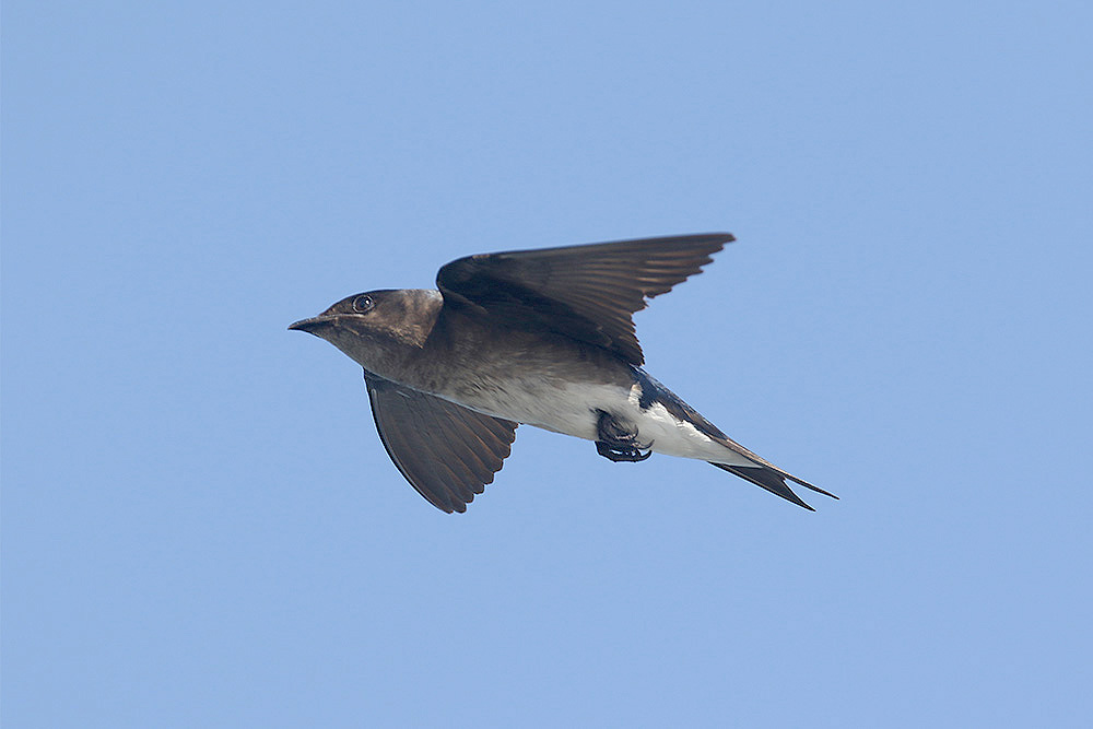 Gray-breasted Martin by Mick Dryden