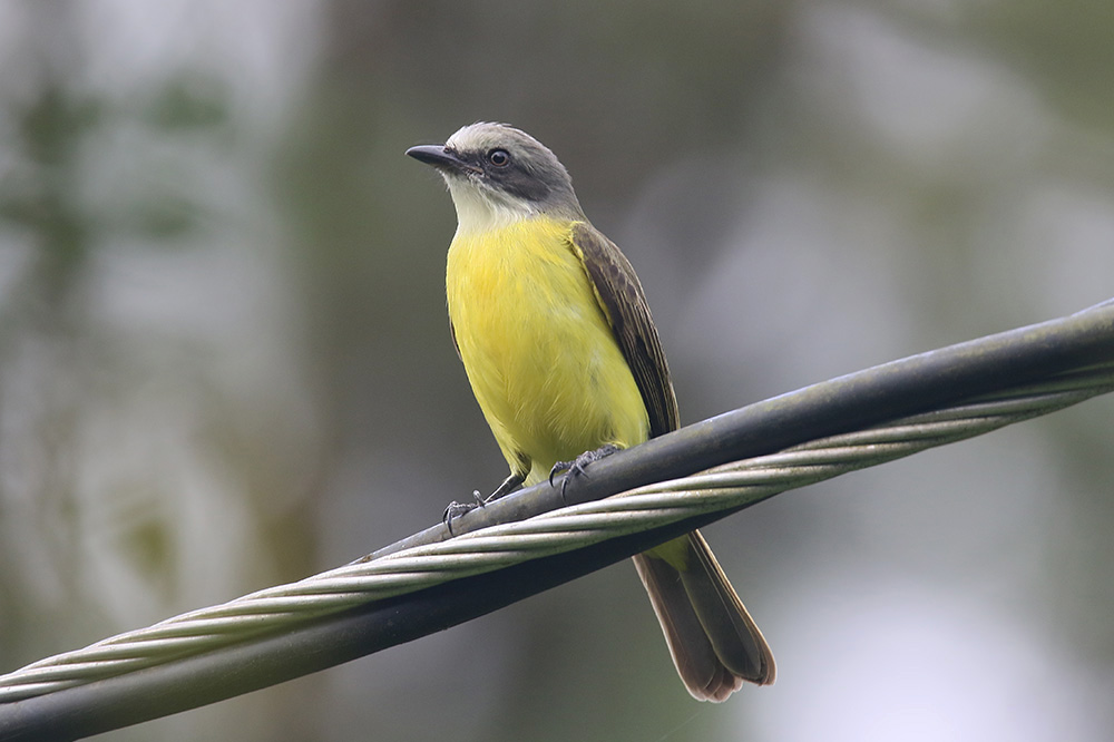 Gray-capped Flycatcher by Mick Dryden