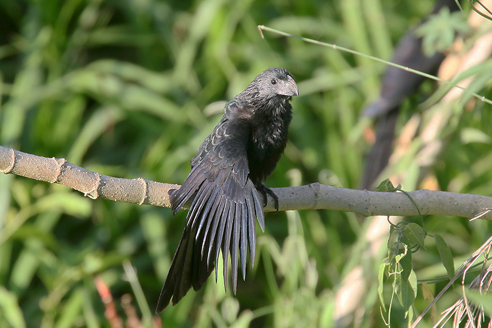 Groove-billed Ani by Mick Dryden