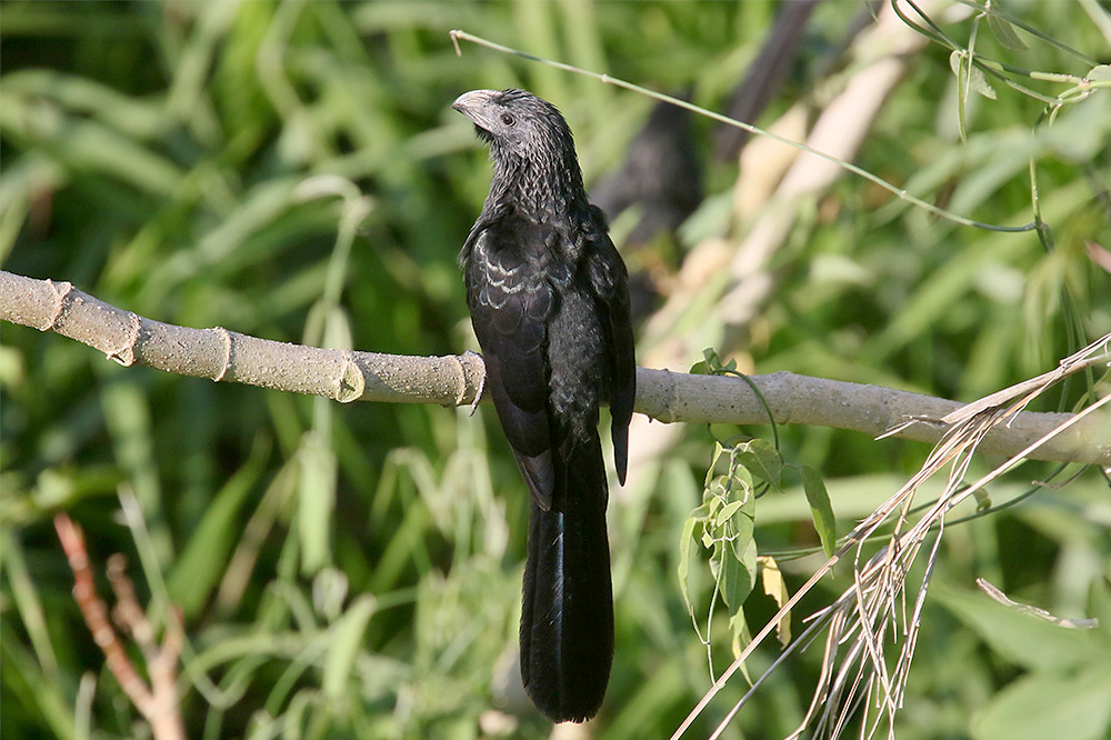 Groove-billed Ani by Mick Dryden