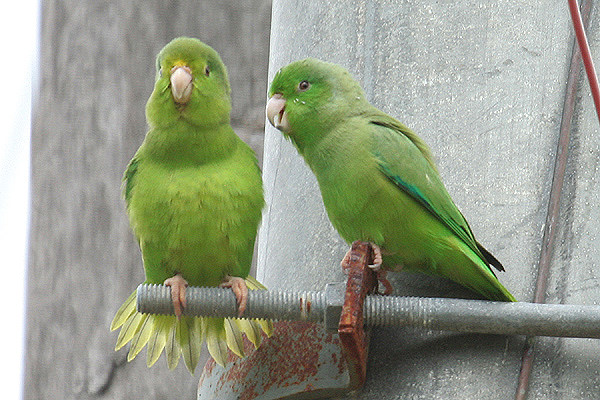 Green-rumped Parrotlet by Mick Dryden