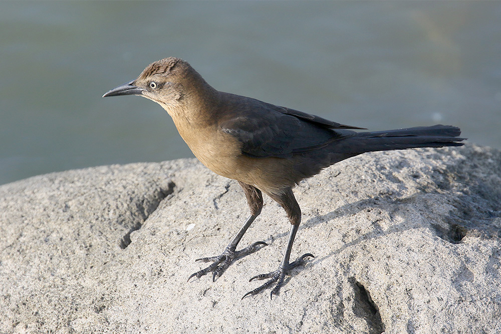 Great-tailed Grackle by Mick Dryden