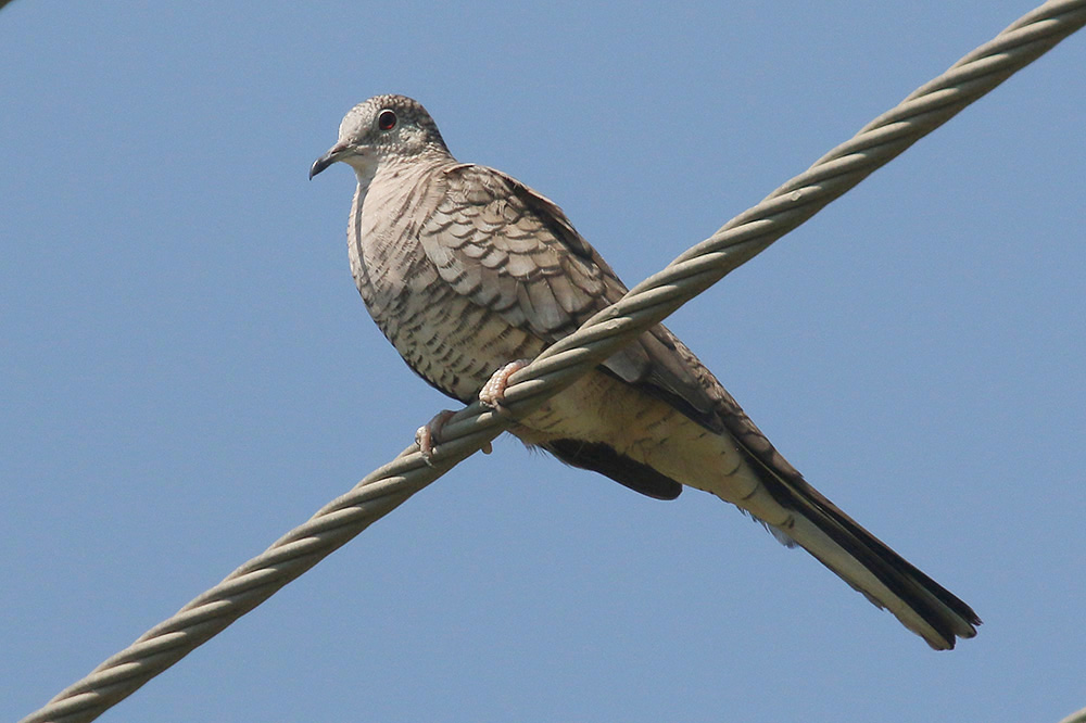 Inca Dove by Mick Dryden