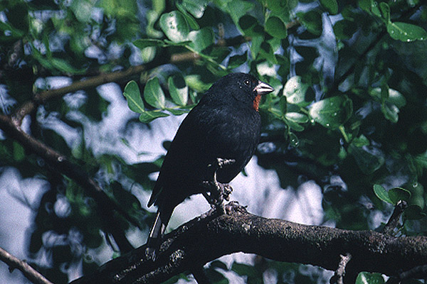 Lesser Antillean Bullfinch by Mick Dryden