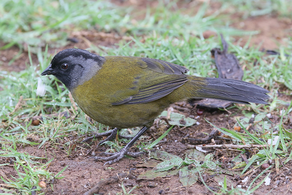 Large-footed Finch by Mick Dryden