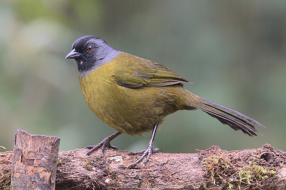 Large-footed Finch by Mick Dryden