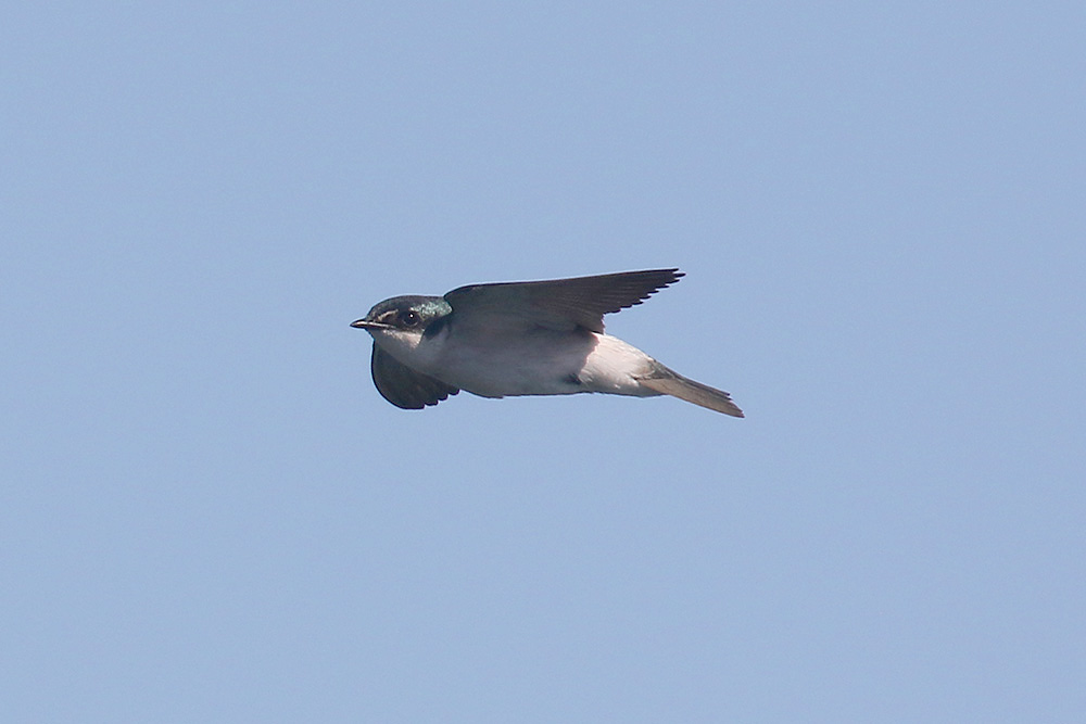 Mangrove Swallow by Mick Dryden