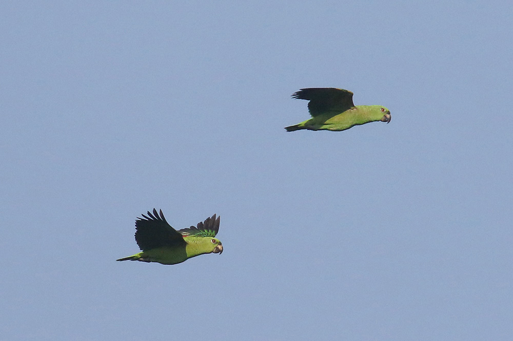 Mealy Parrot by Mick Dryden