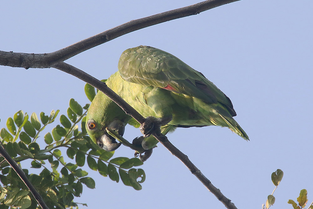 Mealy Parrot by Mick Dryden