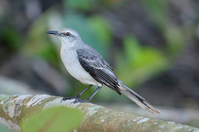 Tropical Mockingbird by Mick Dryden